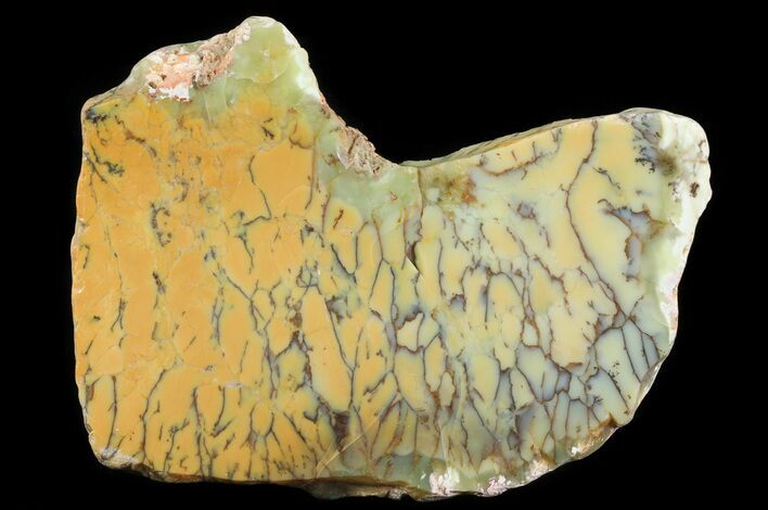 Bargain Polished Dendritic Opal (Moss Opal) - Australia #65410